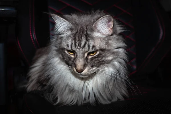 Portrét Big Maine Mýval Cat Sedí Židli Jako Šéf Své — Stock fotografie
