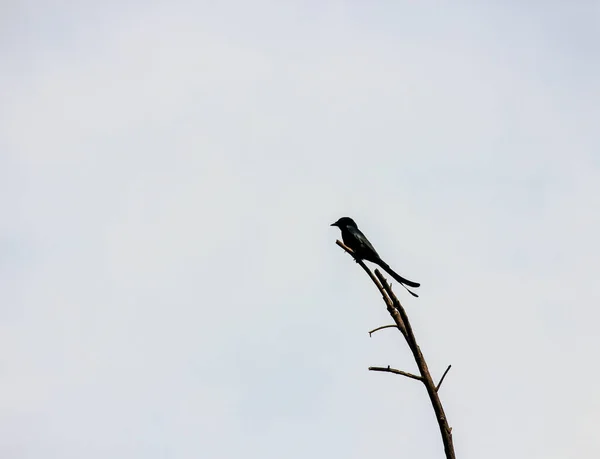 Ένα Drongo Σκαρφαλωμένο Ένα Υποκατάστημα Στο Εθνικό Πάρκο Keoladeo Στο — Φωτογραφία Αρχείου