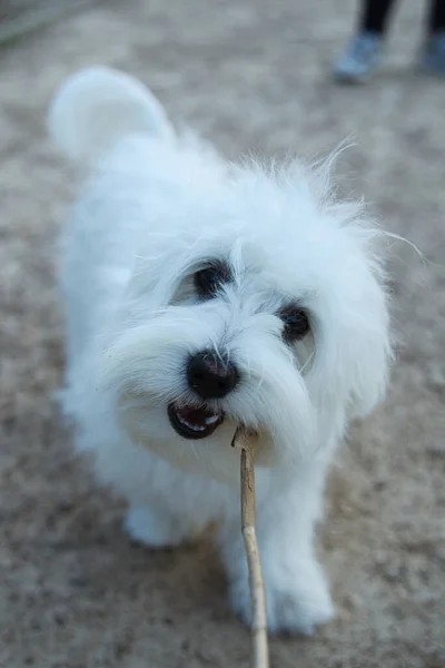 Vit Terrier Med Pinne Munnen Hund Njuter Parken — Stockfoto