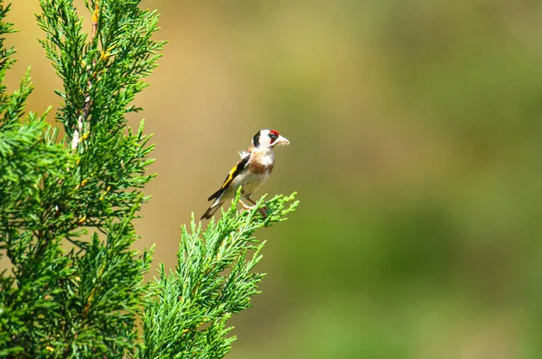 Europese Goudvink Carduelis Carduelis Boven Een Mediterrane Cipres Met Materiaal — Stockfoto