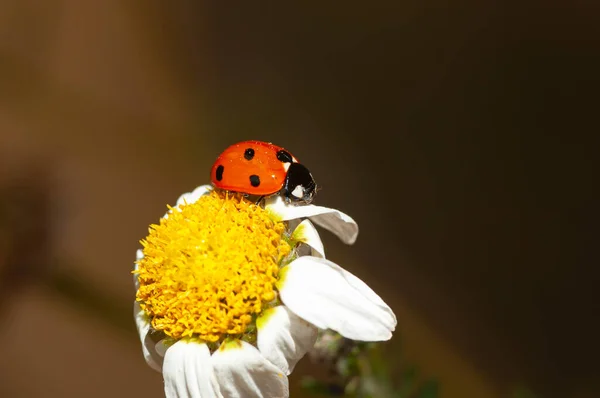 Coccinella Septempunctata Siebenpunkt Marienkäfer Über Weißen Und Gelben Blüten — Stockfoto