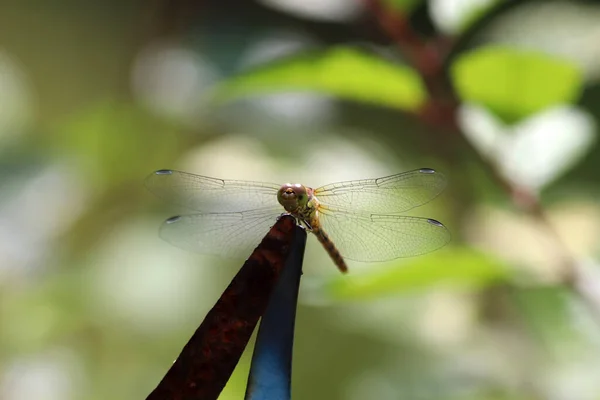 Libelle Aus Nächster Nähe Mit Einer Schönen Flügelader — Stockfoto