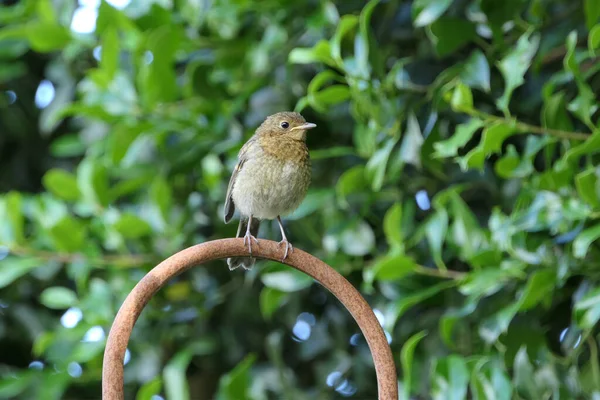 Pássaro Robin Redbreast Juvenil Empoleirado Com Foco Seletivo Fundo Verde — Fotografia de Stock