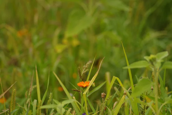 Oranžový Calendula Officinalis Zahradní Loutka Poli Obklopený Trávou Obilovinami — Stock fotografie