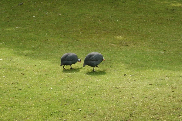 Primo Piano Due Faraone Nella Loro Gabbia Dello Zoo — Foto Stock