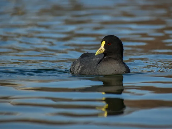 Coot Asa Branca Fulica Leucoptera Parque Público Lago Regatas Cidade — Fotografia de Stock