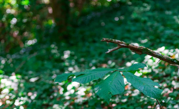 木漏れ日の下で緑に覆われた森の中の緑の葉の塊 — ストック写真