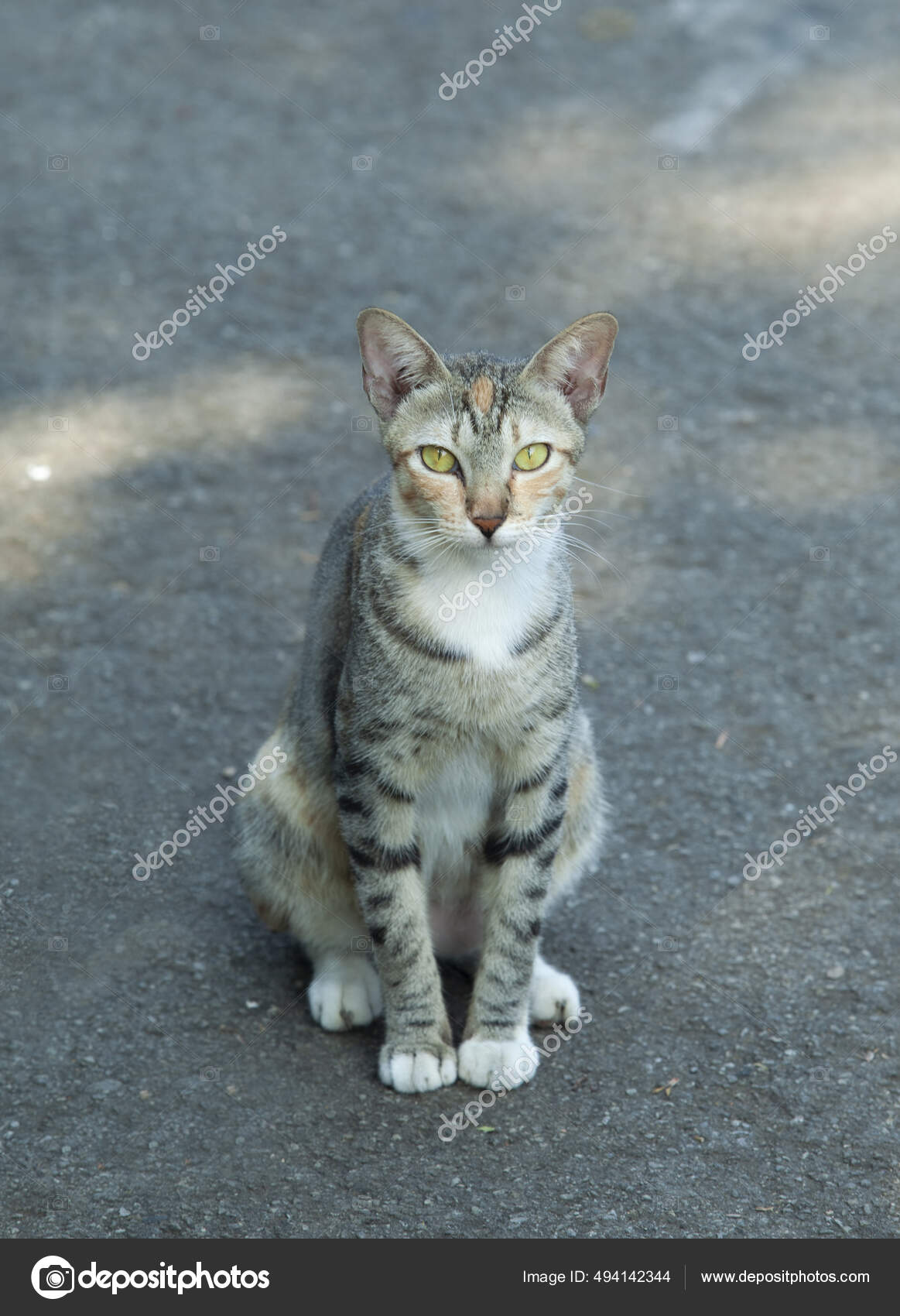 도로에 귀여운 고양이와 고양이 — 스톡 사진 © Wirestock #494142344, image size:1163x1700