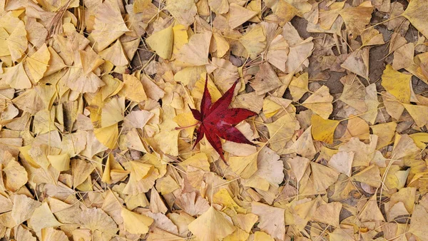 Eine Hochwinkelaufnahme Eines Roten Ahornblattes Auf Einem Haufen Herbstlicher Blätter — Stockfoto