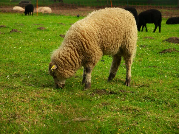 Prachtige Foto Van Witte Schapen Grazen Een Weide Noord Frankrijk — Stockfoto