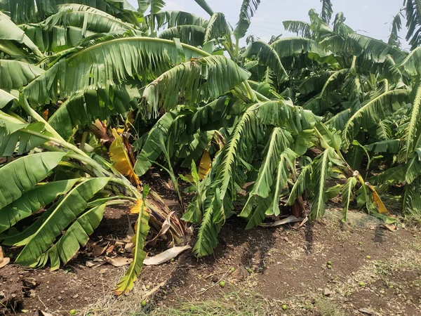 Silný Déšť Zničil Mnoho Banánů Indii — Stock fotografie