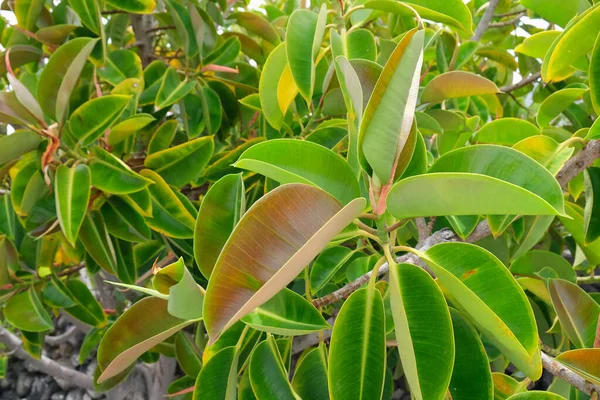 Close Van Een Groene Rubberboom Ficus Elastica Met Grote Bladeren — Stockfoto