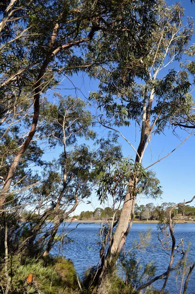 Una Vista Del Lago Wentworth Falls Las Montañas Azules Australia — Foto de Stock