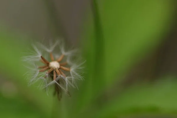 Close Uma Hypochaeris Radicata Erva Leitão Comum Que Está Fase — Fotografia de Stock