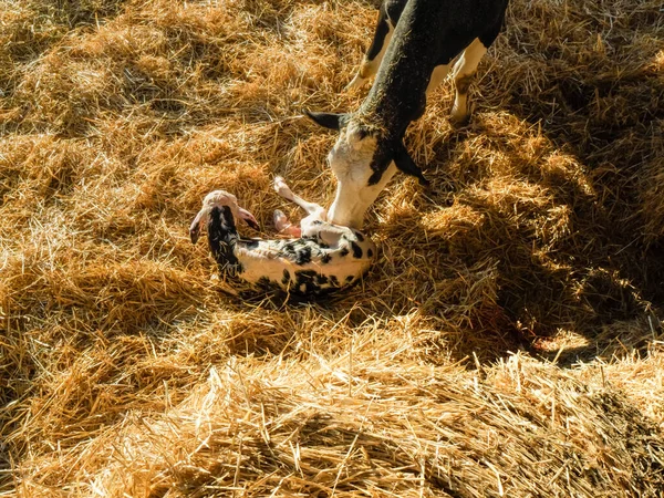 Bir Ahırda Annesi Tarafından Bakılan Yeni Doğmuş Bir Holstein Yavrusunun — Stok fotoğraf