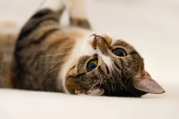 Een Close Shot Van Een Schattig Huiselijk Kitten — Stockfoto