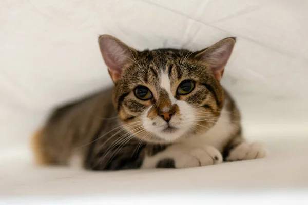 Een Close Shot Van Een Schattige Kitten Een Bed — Stockfoto