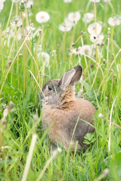 Kaninchen Sitzt Auf Einer Wiese Mit Klee — Stockfoto