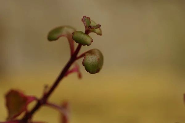 Imponerande Närbild Härdig Sedum Med Höst Suddig Bakgrund — Stockfoto