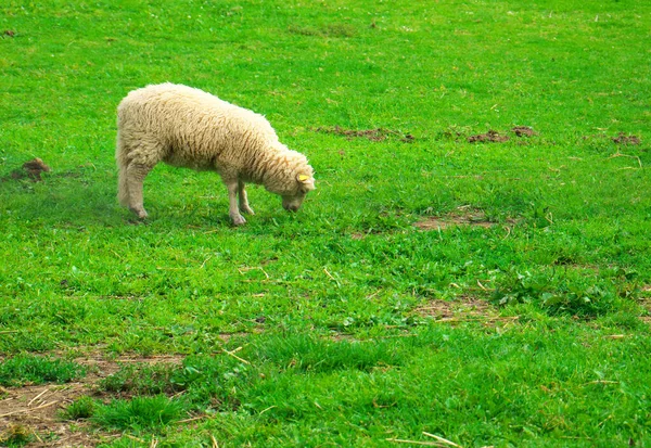 Schönes Foto Von Weißen Schafen Die Auf Einer Wiese Nordfrankreich — Stockfoto