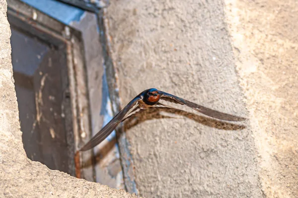 Granero Golondrina Hirundo Rustica Volando Ciudad Cerca Una Casa — Foto de Stock