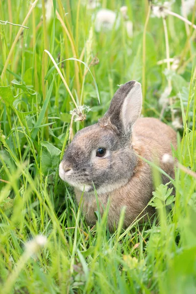 Lapin Est Assis Dans Une Prairie Avec Trèfle — Photo