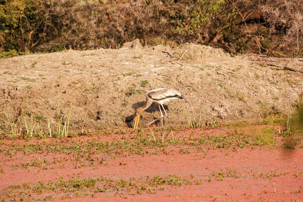 Une Grue Mange Une Plante Dans Parc National Keoladeo Bharatpur — Photo