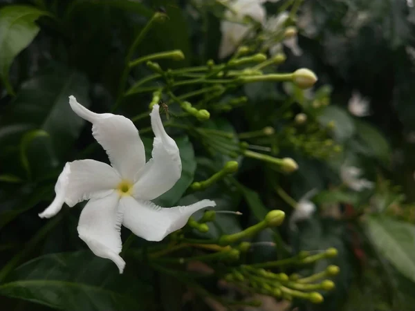 Ένα Κοντινό Πλάνο Ενός Όμορφου Λευκού Λουλουδιού Γιασεμιού Στο Φόντο — Φωτογραφία Αρχείου