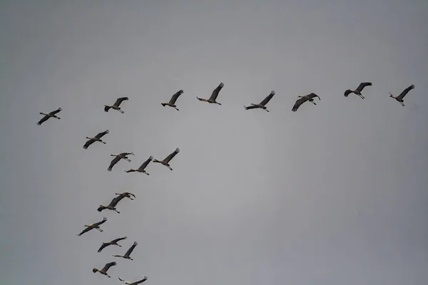 Bando Pássaros Voando Céu Nublado Pôr Sol — Fotografia de Stock