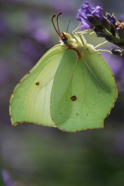 Eine Selektive Fokusaufnahme Eines Zitronengrasfalters Auf Einer Blume — Stockfoto