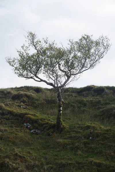 Árbol Solitario Prado Cubierto Hierba Verde Roca — Foto de Stock