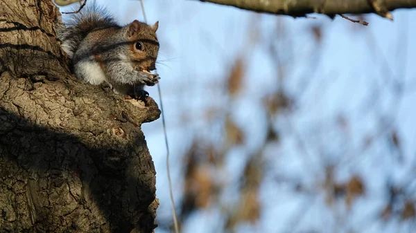 Enfoque Selectivo Una Linda Ardilla Sentada Tronco Árbol — Foto de Stock