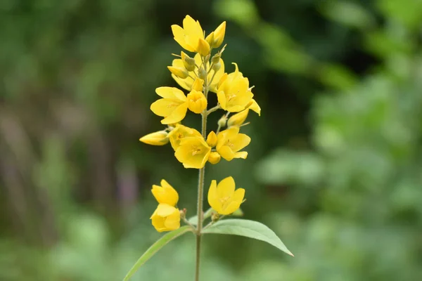 Primer Plano Hermosa Lysimachia Floreciendo Jardín Sobre Fondo Verde Borroso — Foto de Stock