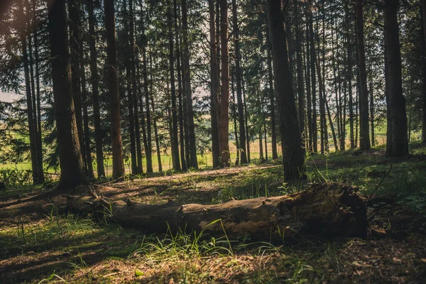 Krajina Lesa Pokrytá Zelení Slunečního Svitu Ideální Pro Tapety — Stock fotografie