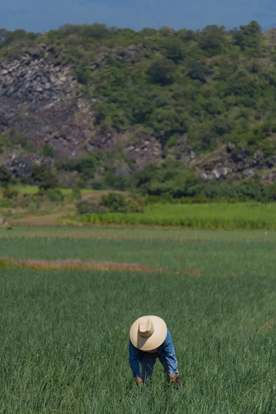 Agricultor Pulverizando Fertilizantes Campo Cebola — Fotografia de Stock