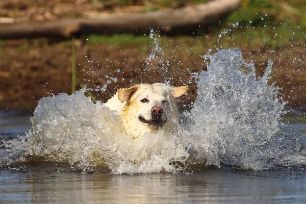 Egy Közeli Felvétel Folyóban Úszó Fehér Labradorról — Stock Fotó