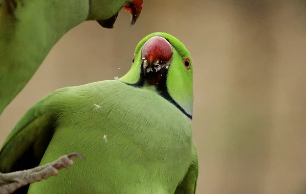 Ağacın Dalındaki Bir Çift Güzel Papağanın Seçici Odak Noktası — Stok fotoğraf