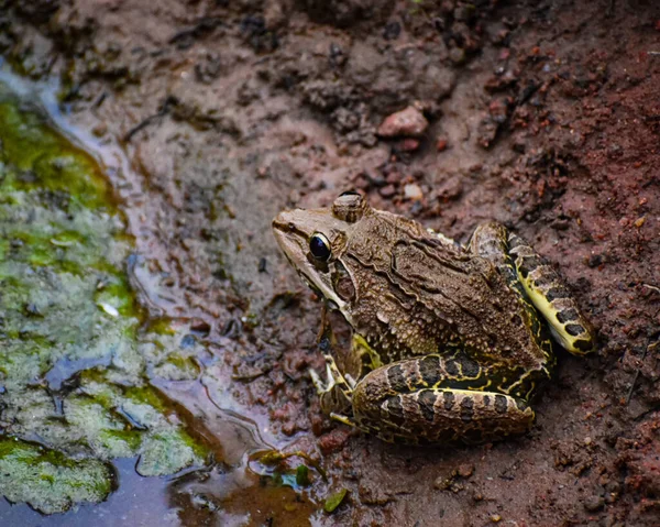 川によって泥だらけの地面に座っている大きなカエルの高角度ショット — ストック写真