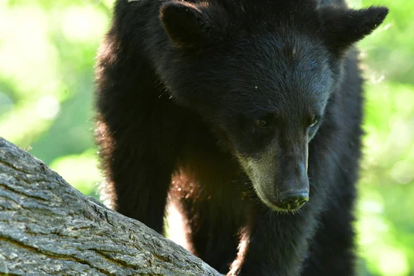 Tiro Seletivo Foco Urso Preto Que Anda Torno Floresta Que — Fotografia de Stock