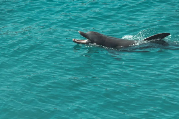 Hermoso Delfín Jugando Agua Azul —  Fotos de Stock