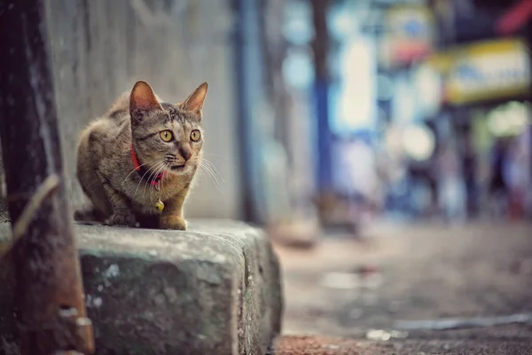 Seletivo Gato Bonito Tabby Pedra Rua — Fotografia de Stock