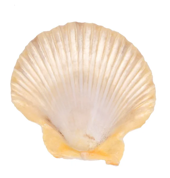 Single Sea Shell Isolated White Background Guatemala — Stock Photo, Image