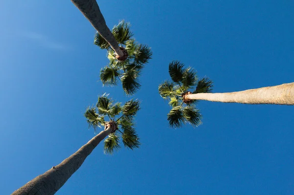 Niski Kąt Strzał Trzech Symetrycznych Palm Pod Błękitnym Niebem — Zdjęcie stockowe