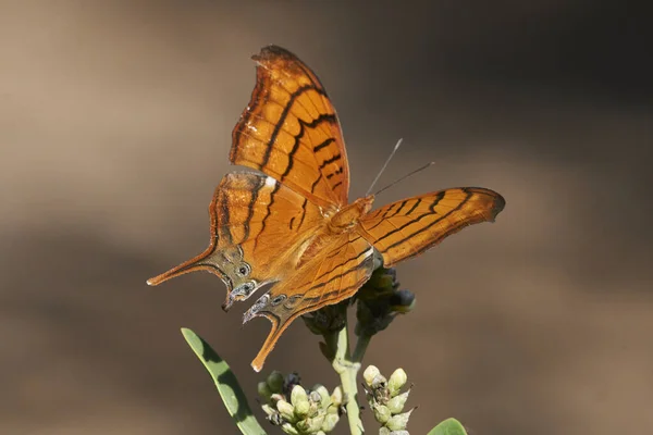 Gros Plan Papillon Orange Sur Une Plante — Photo