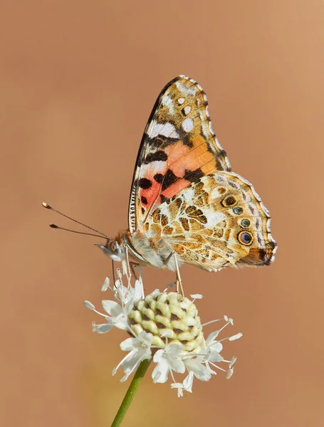 Disparo Vertical Una Mariposa Pintada Sobre Una Flor Campo Bajo — Foto de Stock