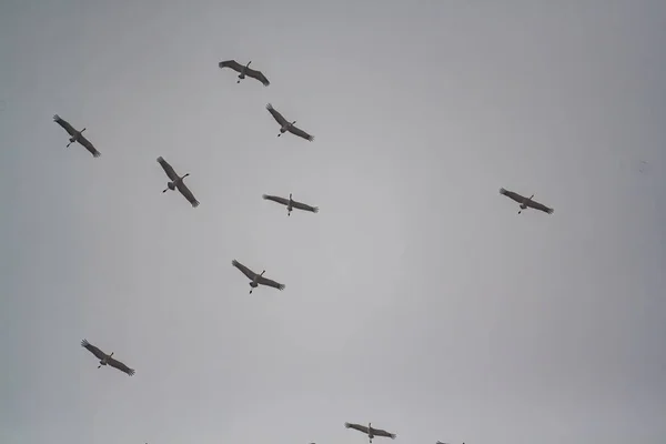 Вид Снизу Птиц Летящих Высоко Небе Закате — стоковое фото