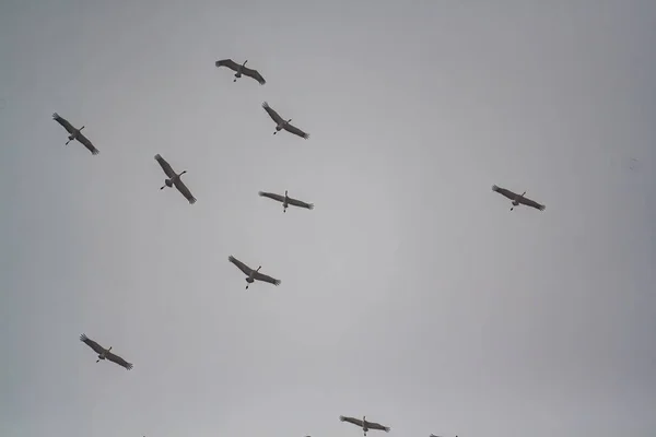 Vue Bas Des Oiseaux Volant Haut Dans Ciel Coucher Soleil — Photo