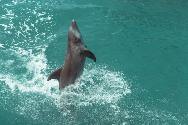 A beautiful dolphin playing and doing tricks in the blue water