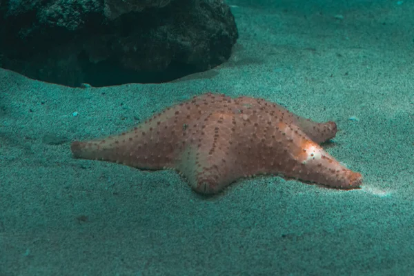 Крупный План Морской Звезды Песке Водой — стоковое фото