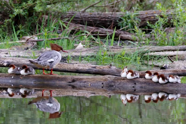 Uma Bela Vista Mãe Merganser Com Patinhos Empoleirados Tronco Árvore — Fotografia de Stock